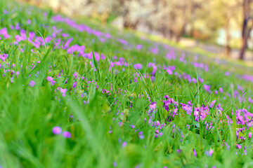 Nature scenery with Viola odorata (Sweet Violet, English Violet, Common Violet, or Garden Violet) blooming in spring in a meadow, with trees in bloom in the background