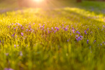 Nature background with Viola odorata (Sweet Violet, English Violet, Common Violet, or Garden...