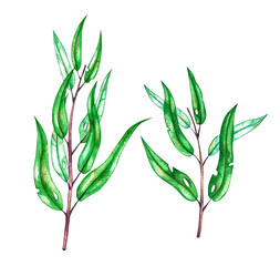Watercolor set of eucalyptus twigs on a white background