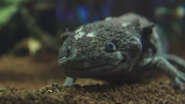 Focus on the eyes and mouth of a submerged gray axolotl, extreme close-up