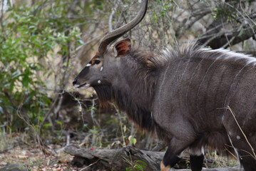 The Nyala bull carries slightly spiralled horns with pale tips