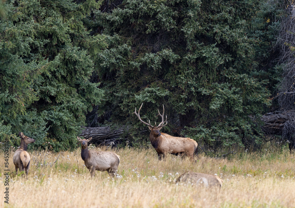 Canvas Prints Bull and Cow Elk in the Rut in Wyoming in Autumn