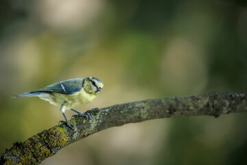 Colorful bird called Blaumeise sitting on a tree branch