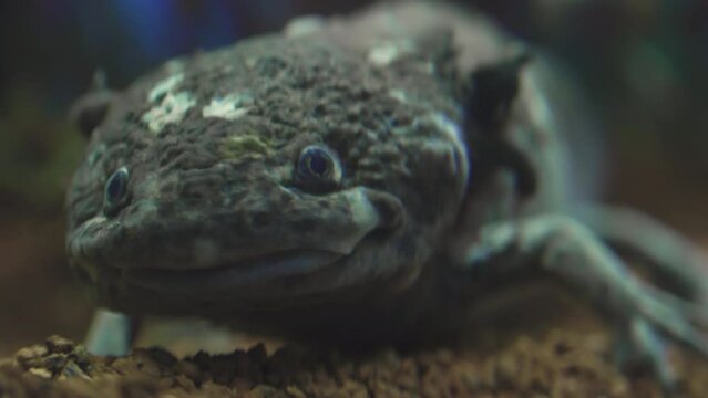 Focus on the eyes and mouth of a submerged gray axolotl, extreme close-up
