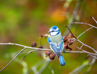 Blue Tit Bird