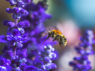 Common carder bee flying to a purple sage flower