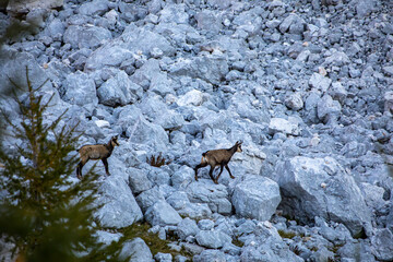 Chamois in Julian alps, Slovenia