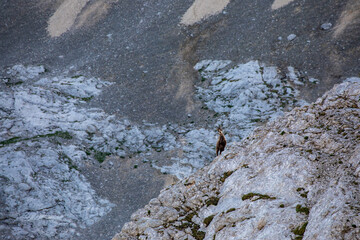 Chamois in Julian alps, Slovenia