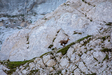 Chamois in Julian alps, Slovenia