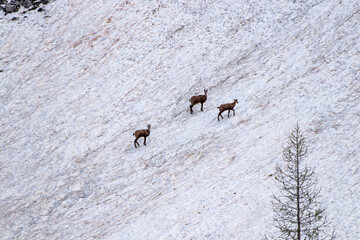 Chamois in Julian alps, Slovenia