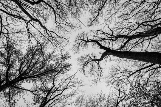 Grayscale low angle shot of frees against the sky in a forest in Taunus, Germany
