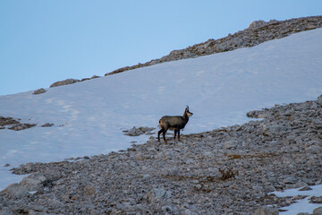 Chamois in Julian alps, Slovenia