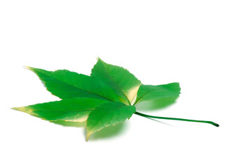 Green virginia creeper leaves on white background with copy space