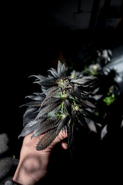 Dark Cannabis