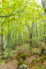 chestnut forest in Rozas de Puerto Real in the province of Madrid, Spain