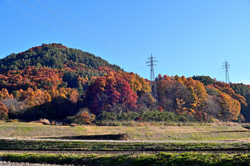 Obraz premium 秋 紅葉