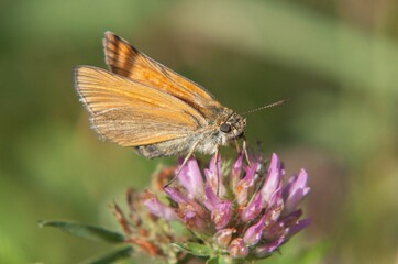 Macro shot of a small skipper butterfly on a pink Red Clover
flower with blur background