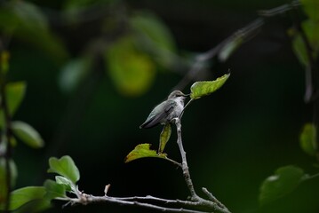 Anna's Hummingbird perched on an apple tree limb