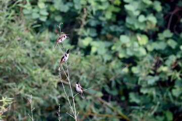 Small birds perched on a slim branch against greenery blurred background