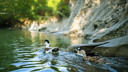 A cute wild duck with brown plumage swims along a clear forest river near the green leaves of water lilies on a summer day. Nature and wild birds.
