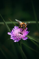 Vertical shot of a bee on a pink flower