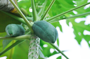 papaya , Carica papaya L or Papaya or Melan Tree or Paw Paw or CARICACEAE