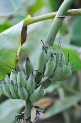 Obraz premium banana ,banana seed or Cultivated banana or banana plant or Musa sapientum Linn