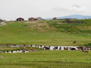 Obraz premium Herd of cows drinking water from lake in rural Tsalka. Javakheti volcanic plateau, Georgia.