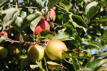 A ripe apple on the tree in autumn season