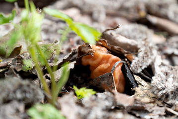 Gyromirta gigas mushroom growing on ground among dry leaves in forest in spring