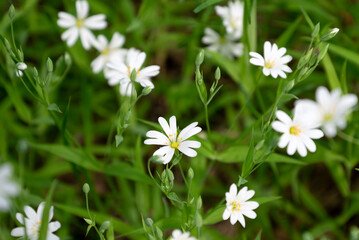 Stellaria wild white flowers blooming in spring forest