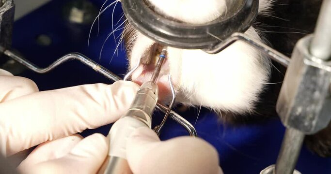 The doctor grinds the teeth in the mouth of a guinea pig using a special machine and a drill. The guinea pig is under anesthesia with an oxygen mask on the muzzle.