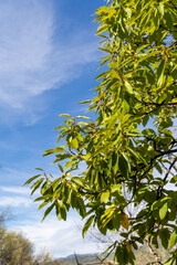 chestnut leaves in Rozas de Puerto Real in the province of Madrid, Spain