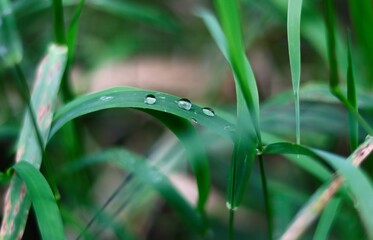 Closeup shot of the raindrops on a green leaf