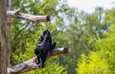 Black crested mangabey monkeys on trees at a zoo