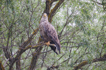 Preserve natural ecosystem for the wild birds to survive, observing wild birds in a natural ecosystem crucial to maintain their natural habitats