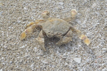 Stranduafnahmen am rande eines Jungles.