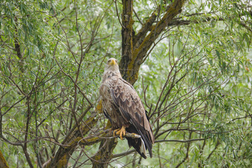 Migratory birds are particularly vulnerable to climate change effects, because they depend on multiple habitats and sites. group of migratory birds that are vulnerable to climate change are shorebirds