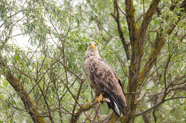 Migratory birds are particularly vulnerable to climate change effects, because they depend on multiple habitats and sites. group of migratory birds that are vulnerable to climate change are shorebirds