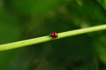 Closeup shot of the ladybug on a bean stalk