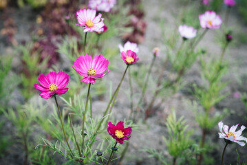 Obraz premium British Flower