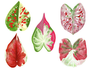 set of leaves, caladium 