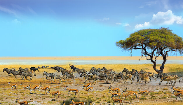 A huge herd of animals running across the African Savannah with a lone acacia tree