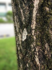 나무에 붙은 나방