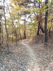 신비로운 오솔길