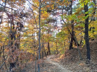 낙엽이 안내하는 등산로 길