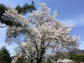 커다란 벚나무