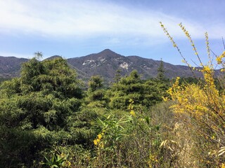 봄의 개나리와 높은 산