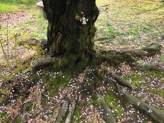 꽃잎으로 장식된 나무 주위