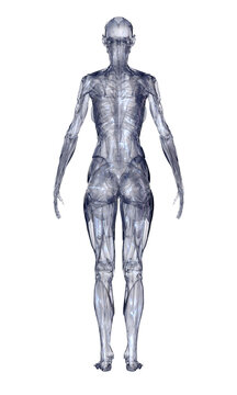 3d rendered illustration of a body